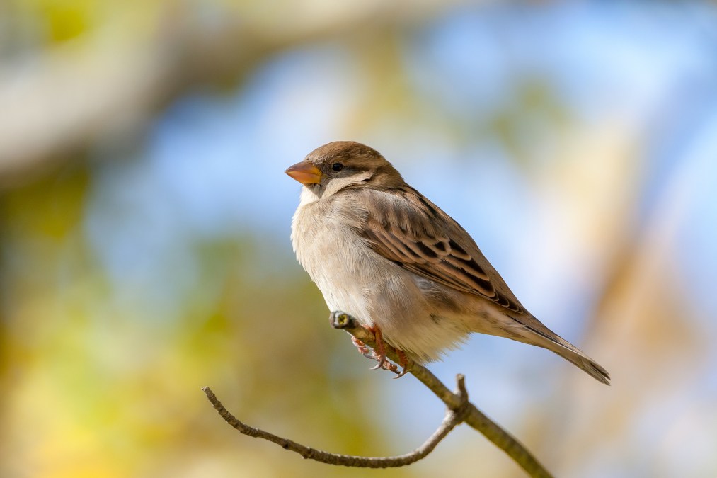 sparrow